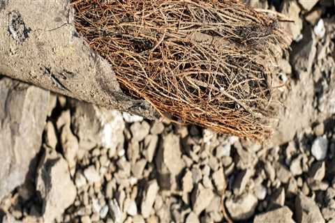 How Tree Roots and Gutter Systems are Connected