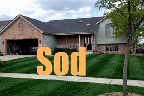 New Sod Fertilizing And Treatment Schedule | New Sod Care