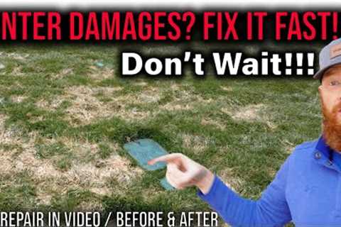 fix dead grass after snow or rain, DON''T WAIT!