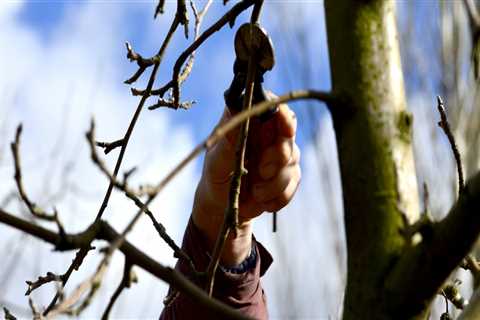 Should all trees be pruned?