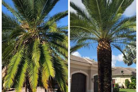 EPS Landscaping & Tree Service LLC Is Offering Commerical Landscaping In Pembroke Pines