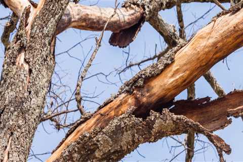 How can you tell if a tree is unhealthy?