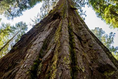 What makes a tree grow?