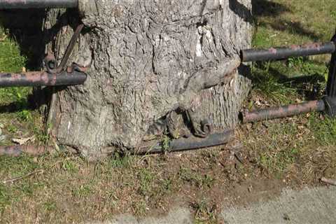 Who is responsible for trees on a boundary?