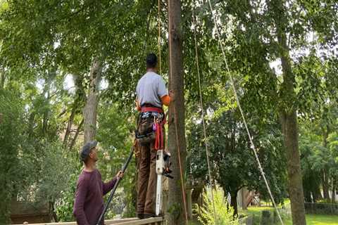 Is pruning a tree the same as trimming?