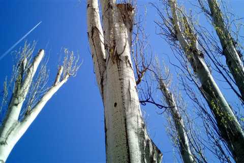 Can a tree be trimmed too much?