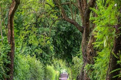 Who owns the trees beside the road?