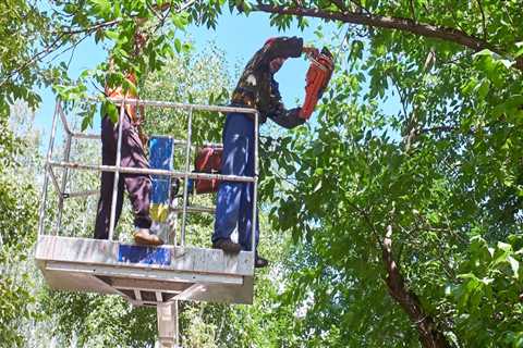 Who does tree trimming near me?