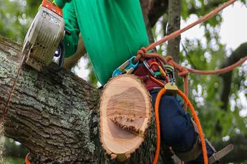 How much does it cost to remove a tree in austin?