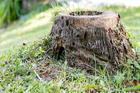 What can you put on a tree stump to make it rot?