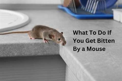 Burlington Pest Removal: What To Do If You Get Bitten By a Mouse?