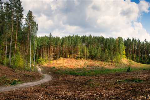 How to clear vacant land?