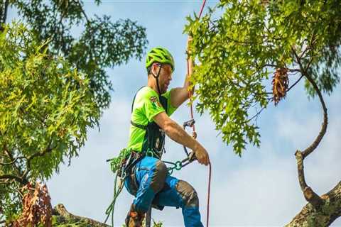 Where do arborists get paid the most?