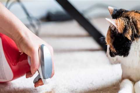 What carpet cleaner is best for cat urine?