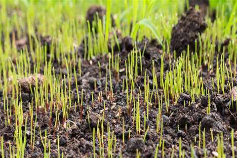 Will grass seed grow if you bury it?