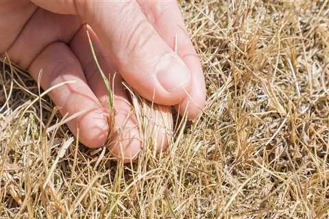 How often should you treat your lawn?