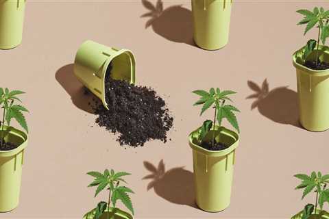 What are the 4 stages of plant growth?