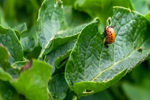 Safeguarding Your Home Garden Against Pest Infestations