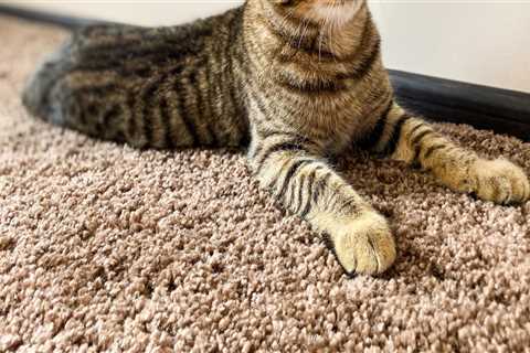 Will carpet cleaning remove cat urine?