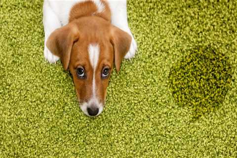 Will carpet cleaning remove dog urine?