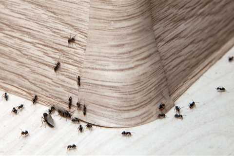 How do pest control companies get rid of ants?