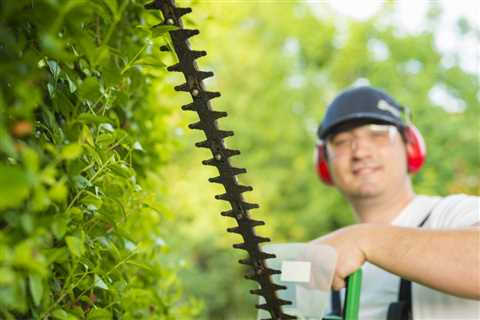 Tree Service Oviedo - Daytona Tree Men