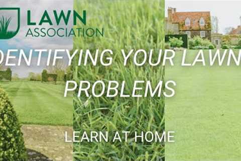 IDENTIFYING YOUR LAWNS PROBLEMS | Lawn Association