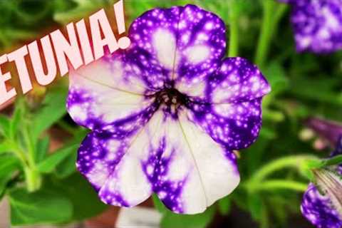 Petunia Care: expert tips on watering, pruning & more | How to care for petunias in pots? |