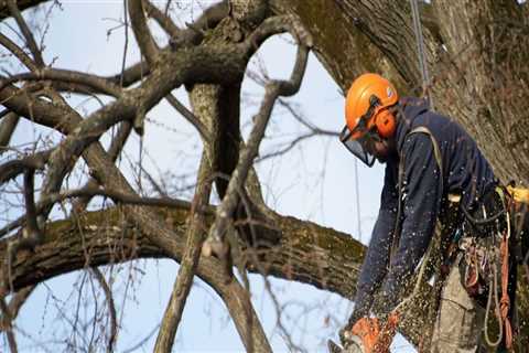 Becoming an Arborist in Texas: What Training is Required?