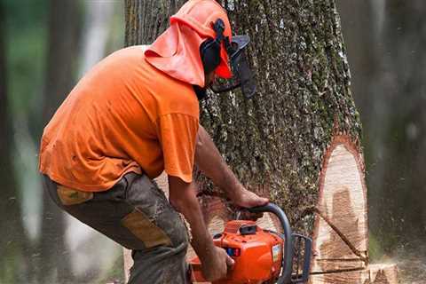 How Much Does It Cost to Cut Down a Tree in Ohio?