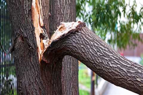 Tree Risk Assessment and Hazard Evaluation Services in Wellston, Ohio