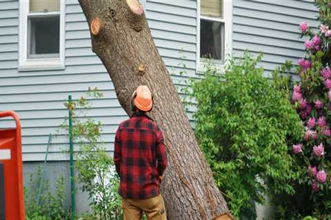 How Much Does It Cost to Cut Down a Tree in Virginia?