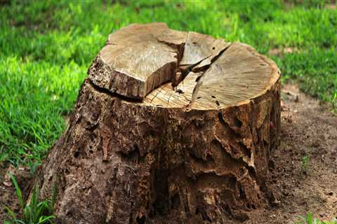 The Benefits of Tree Stump Removal: An Expert's Perspective