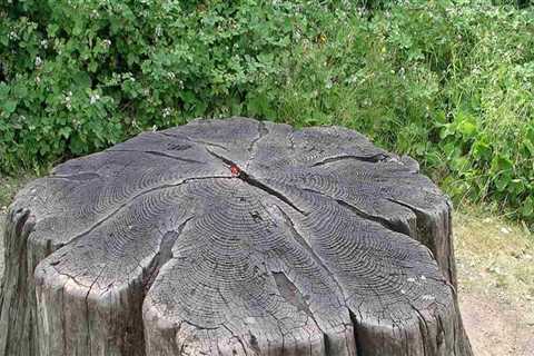 Make That Tree Stump Disappear in a Flash