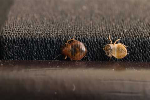 How long does it take to get a full bed bug infestation?