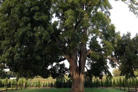 How much of a tree can you prune without killing it?