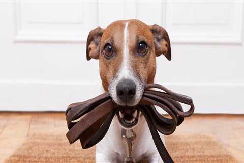 How long after pest control can dogs go outside?