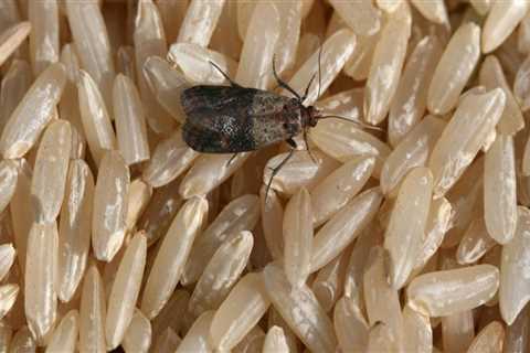 How to Identify and Eliminate Common Indoor Pests