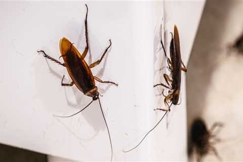 DIY Methods for Controlling Common Indoor Pests