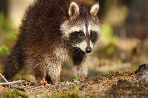 Wildlife Removal Services: How Can They Help Determine Animal Food Sources on Your Property?