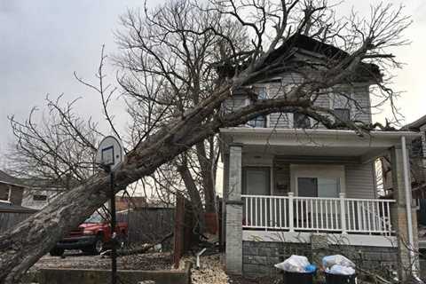 Tree Services Converse - Tree Trimming San Antonio