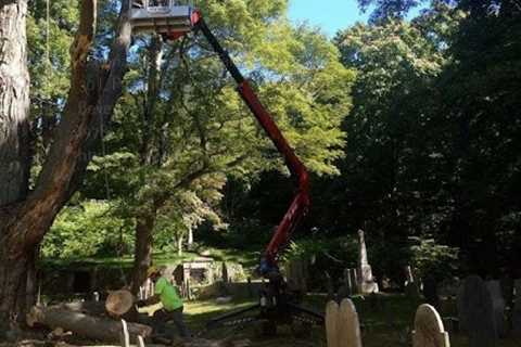 Cicoria Tree and Crane Service, Inc.