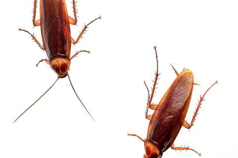 Does pest control kill cockroaches?