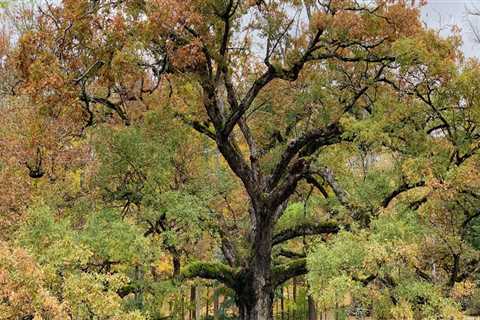 What do trees need to survive?