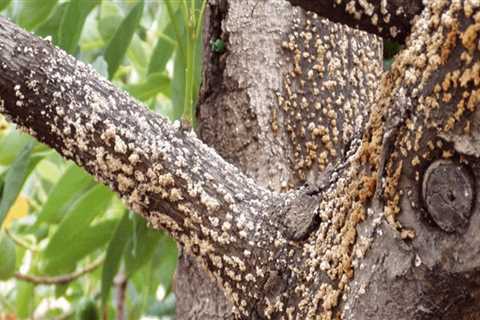 Can a tree with a disease spread to other trees?