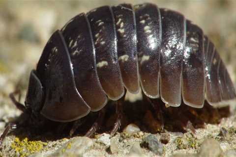 Are pill bugs bad for lawn?