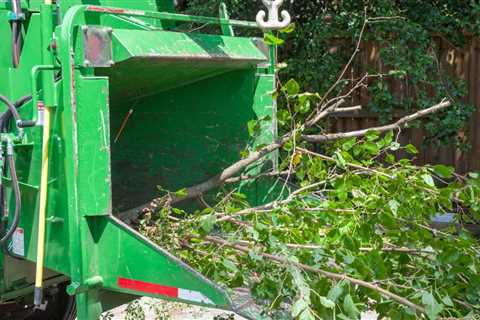 tree trimming near me Georgetown tree service	 