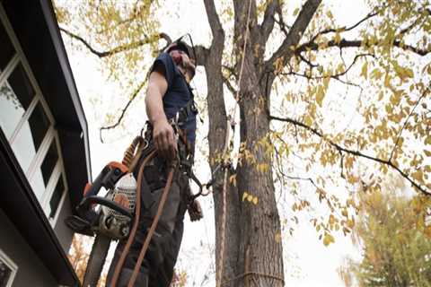 Finding a Qualified Texas Arborist: A Step-by-Step Guide