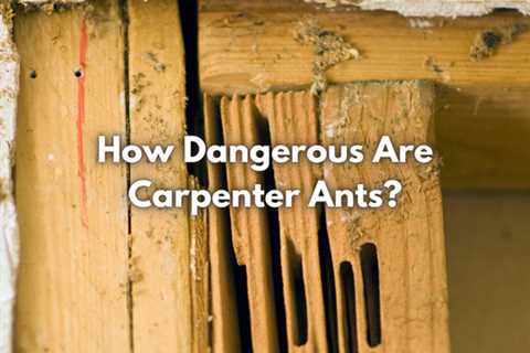 Burlington Pest Control: How Dangerous Are Carpenter Ants?