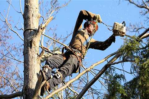 What is the job outlook for a arborist?